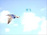湘艺版 二年级上册音乐 第十课 学飞_（课件）
