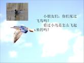 湘艺版 二年级上册音乐 第十课 学飞_（课件）