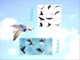 湘艺版 二年级上册音乐 第十课 学飞_（课件）