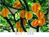 湘艺版 二年级上册音乐 第二课 (演唱)金铃铛（课件）