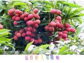 湘艺版 二年级上册音乐 第二课 (演唱)金铃铛（课件）