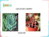 花城版二年级下册第十课 《哎呀！玛丽亚丢了宝石花》 课件+教案