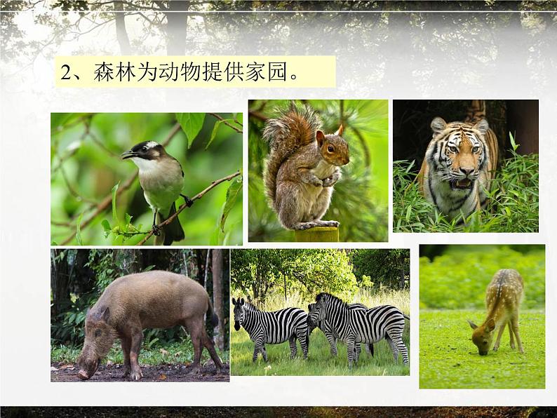 （听赏）森林狂想曲（电子音乐） 课件+素材（无教案）03