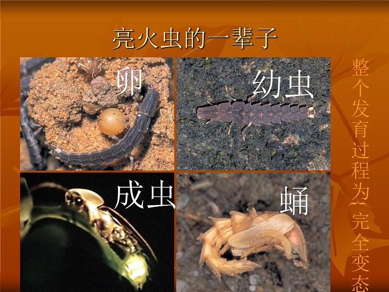萤火虫的介绍第3页