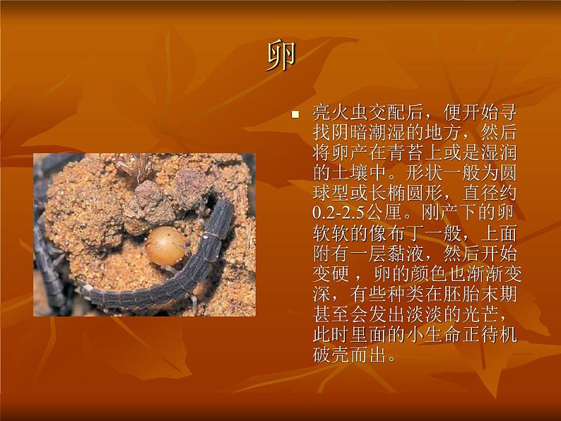 萤火虫的介绍第4页