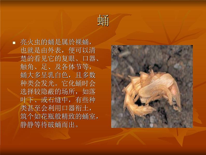萤火虫的介绍第5页