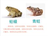 人教新課標二年級音樂上冊-第二單元 《數(shù)蛤蟆》（課件）