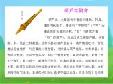 花城版小学音乐三年级上册11.6 歌舞曲《金孔雀轻轻跳》课件（13张）
