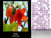 歌曲《猜花》PPT课件免费下载