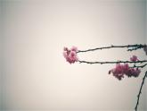 音樂 人音版（簡譜）三年級上冊 第6課 四季童趣（課件）