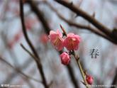 音乐 人音版（简谱）三年级上册 第1课 《捉迷藏》（课件）