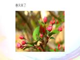 五年级下册音乐课件-2-唱歌-把心儿种在春天里-沪教版(共9张PPT)