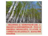 三年级下册音乐课件-6-唱歌-银色的桦树林-沪教版(共17张PPT)