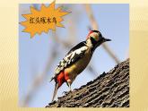 三年级上册音乐课件-5-聆听-小鸟-小鸟-沪教版(共20张PPT)