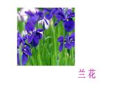 三年级上册音乐课件-3-唱歌-十二月花-沪教版(共17张PPT)