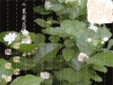 三年级上册音乐课件-3-聆听-茉莉花-沪教版(共16张PPT)