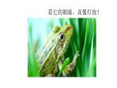 三年级上册音乐课件-1-唱歌-花蛤蟆-沪教版(共11张PPT)