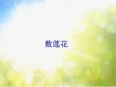 小学三年级下册音乐-3数莲花-西师大版(7张)ppt课件