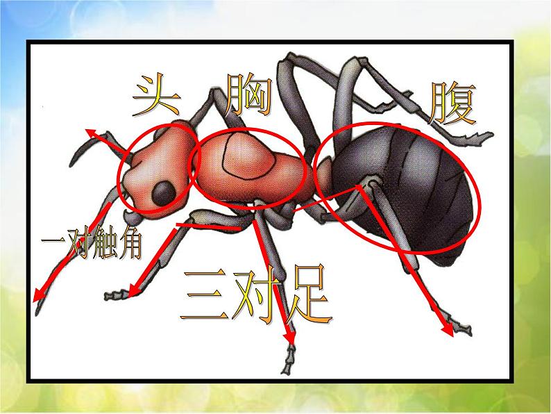 小学音乐《1小蚂蚁》PPT课件-(1)ppt课件03