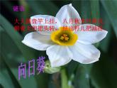 小学音乐课件-第六单元-对鲜花--人教新课标-(共24张PPT)ppt课件