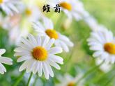 接力版音乐二年级上册第二单元秋天多么美 （演唱）秋 课件+素材