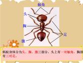 接力版音乐二年级上册第一单元游戏歌 （听赏）蚂蚁短，蚂蚁长（齐唱）课件+ 教案+素材