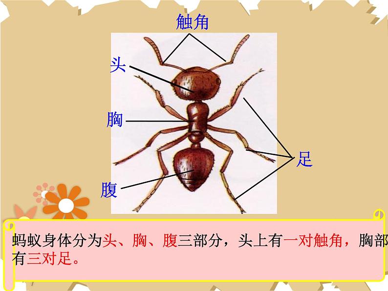 接力版音乐二年级上册第一单元游戏歌 （听赏）蚂蚁短，蚂蚁长（齐唱）课件+ 教案+素材02