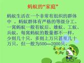 接力版音乐二年级上册第一单元游戏歌 （听赏）蚂蚁短，蚂蚁长（齐唱）课件+ 教案+素材