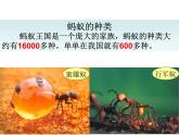 接力版音乐二年级上册第一单元游戏歌 （听赏）蚂蚁短，蚂蚁长（齐唱）课件+ 教案+素材