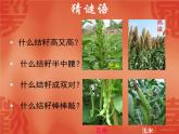 接力版音乐二年级上册第六单元猜猜乐 （听赏）什么结籽高又高（领唱 齐唱） 课件+素材