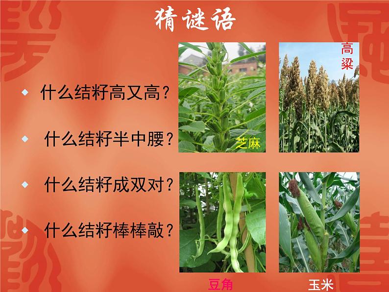 接力版音乐二年级上册第六单元猜猜乐 （听赏）什么结籽高又高（领唱 齐唱） 课件+素材04