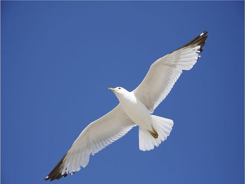 接力版音乐四年级下册第四单元欢乐童年 （演唱）海鸥 课件+素材04