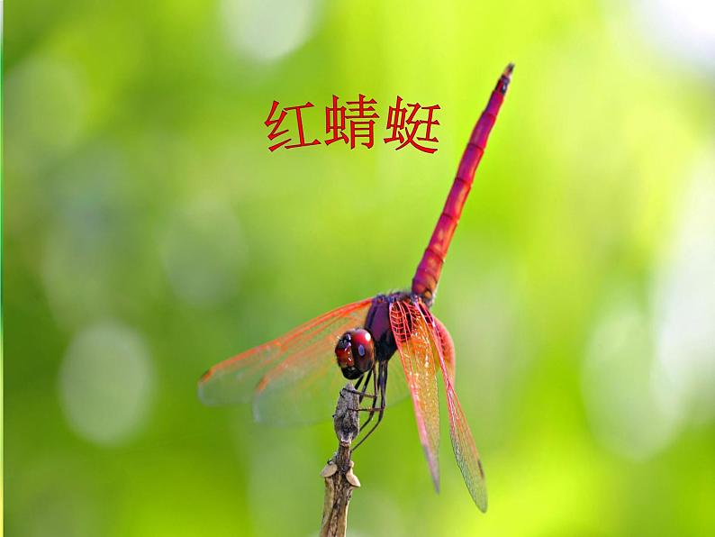 《红蜻蜓》课件2第2页