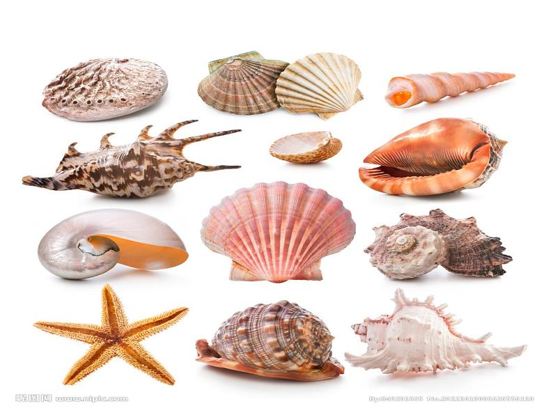 （演唱）贝壳之歌 课件 (3)第2页