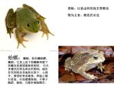 湘艺版音乐二年级下册第九课 （演唱）数蛤蟆 课件 教案 (3)