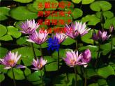 湘艺版音乐二年级下册第五课 （演唱）咏鹅 课件 教案 (3)