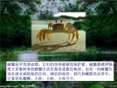 湘艺版音乐二年级下册第九课 （歌表演）螃蟹歌 课件 教案 (4)