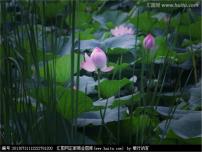 音乐二年级下册数蛤蟆课文配套课件ppt
