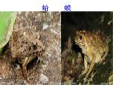 湘藝版音樂二年級下冊第九課 （演唱）數(shù)蛤蟆 課件 教案 (5)