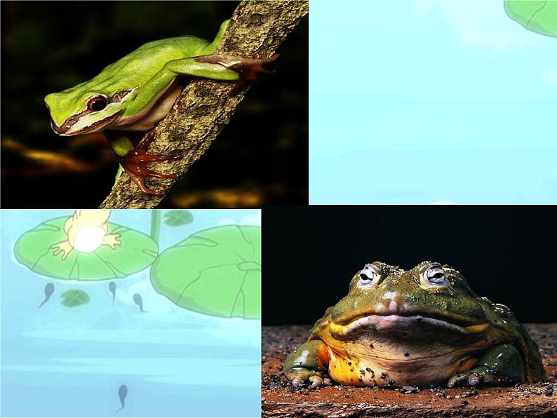 （演唱）数蛤蟆 课件 (4)第4页