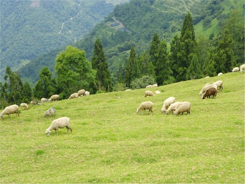 湘艺版音乐二年级下册第十课 （演唱）牧羊女 课件 教案03