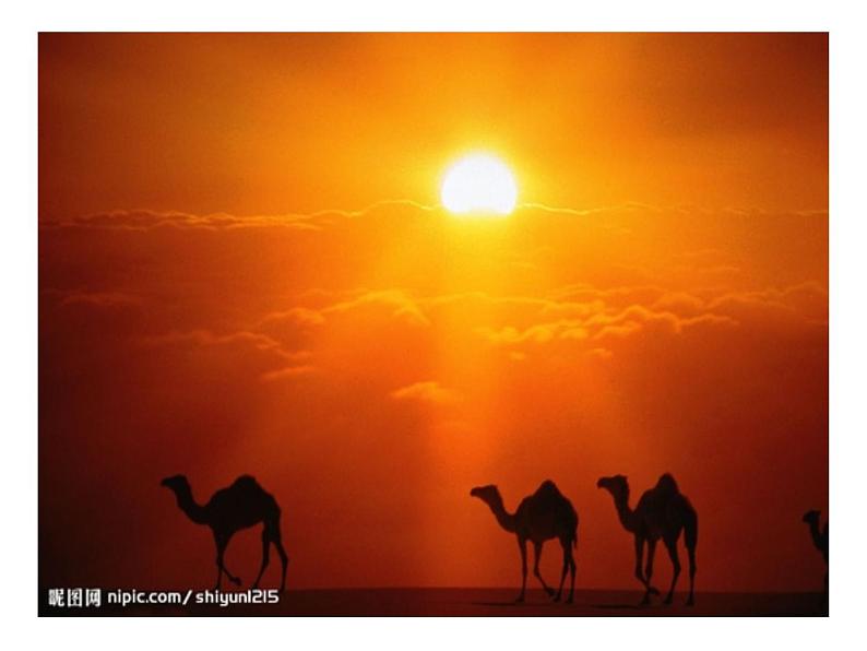 （演唱）小骆驼 课件 (3)第8页