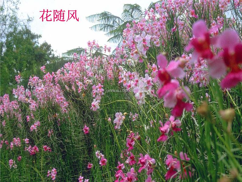 （演唱）春来了 课件 (3)第3页