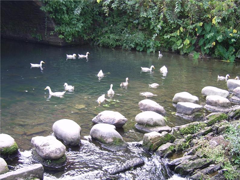 （演唱）春来了 课件 (3)第4页