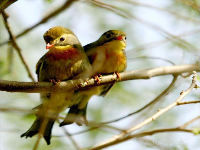 （演唱）春来了 课件 (3)第5页