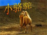 湘艺版音乐三年级下册第四课 （演唱）小骆驼 课件 教案 (2)
