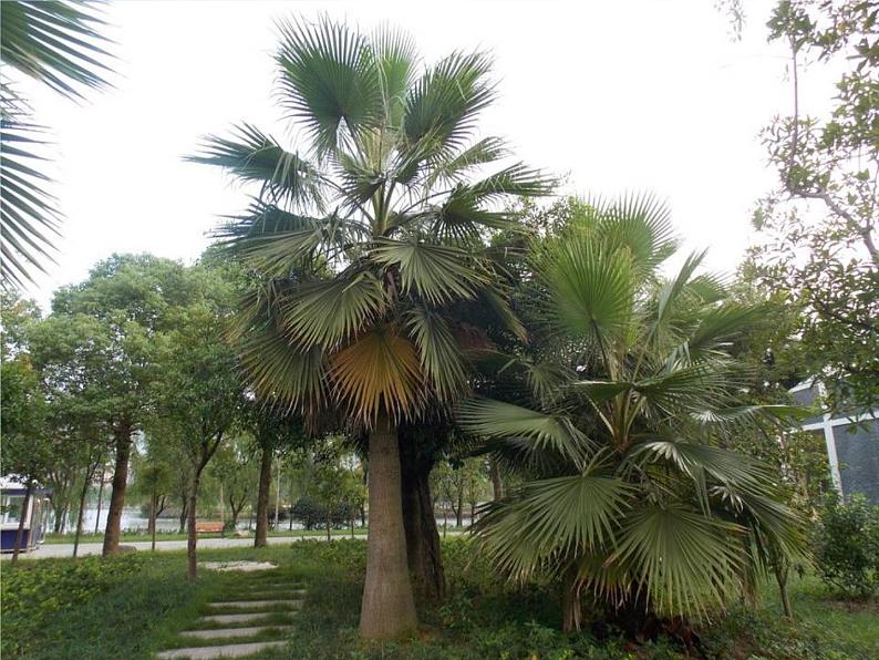 小学一年级下册音乐-第3课《十个小印第安人》--花城版(8张)ppt课件03