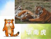 小學(xué)二年級(jí)下冊(cè)音樂-《老虎磨牙》2人音版(簡(jiǎn)譜)(12張)ppt課件