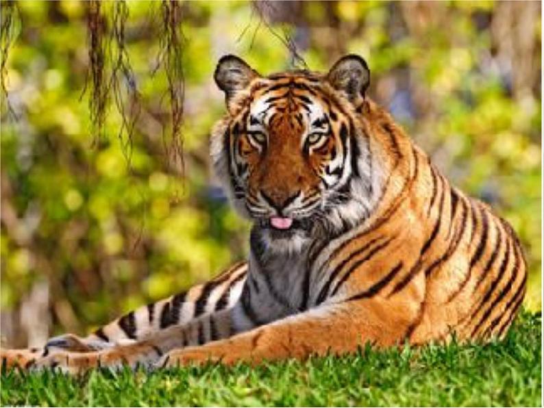 小学二年级下册音乐-《猫虎歌》3人音版(简谱)(13张)ppt课件第5页