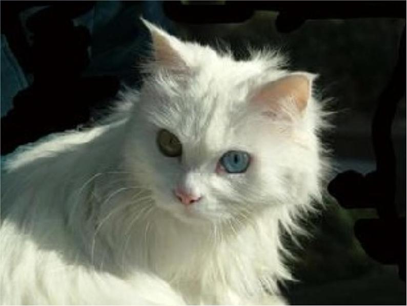 小学二年级下册音乐-《猫虎歌》3人音版(简谱)(13张)ppt课件第6页